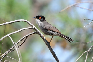 Samtkopf-Grasmücke (Sylvia melanocephala) - Sardinian warbler