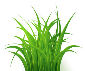 Green Grass Isolated on white background,tuft of grass,fresh spring grass,panoramic view,3d. Vector Illustration
