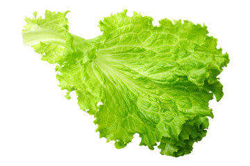 one salad leaf isolated on a white background