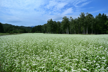 蕎麦の花