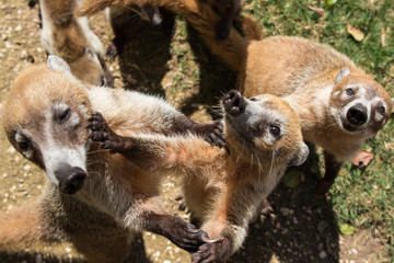 Portrait of group cute white nosed coatis, Nasua narica, begging for food, fighting and looking at...