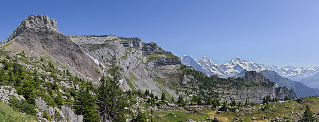 Naklejka na ściany i meble panoramic view of swiss alpine mountains and vegetation in summer with snow mountains in the background (Eiger, Moench and Jungfrau).