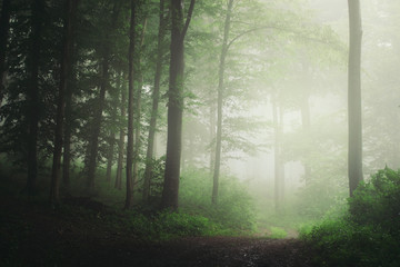 green natural forest, fresh nature landscape