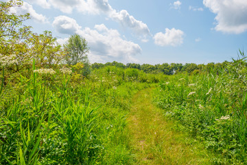 Trees in a green grassy flowery field below a blue cloudy sky in summer