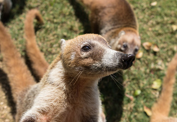 Portrait of group cute white nosed coatis, Nasua narica, begging for food, fighting and looking at a camera with funny expression. Cancun. Mexico