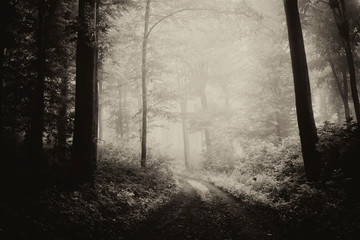 dark mysterious forest landscape with path in fog