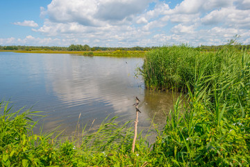 Swallows along the edge of a lake with reed in summer