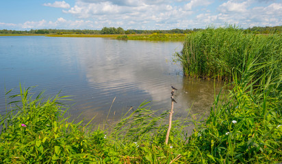 Swallows along the edge of a lake with reed in summer © Naj