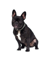 adult black dog french bulldog sitting on a white background