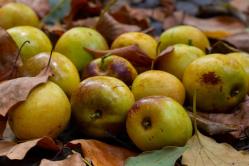 Chinese jujube winter jujube, harvesting mature winter jujube, sweet color