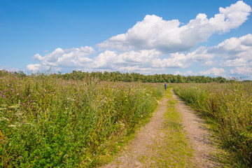 Fototapeta na wymiar Trees in a green grassy flowery field below a blue cloudy sky in summer