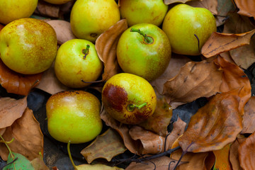 Chinese jujube winter jujube, harvesting mature winter jujube, sweet color