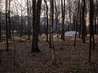 cut and saw trees for construction, Moscow.