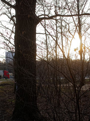 cut and saw trees for construction, Moscow.