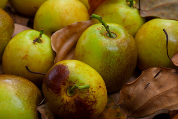 Chinese jujube winter jujube, harvesting mature winter jujube, sweet color