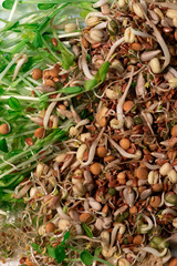 Microgreen and lentil sprout on a table, top view with space for text. Natural, ecological superfood for health care