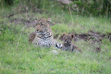 Leopard and its cub in Masai Mara