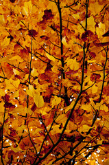 Autumn leaves on a tree