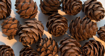 pine cones on a white background