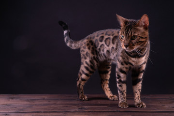 Fototapeta na wymiar Bengal leopard cat on wooden table, black background, low key