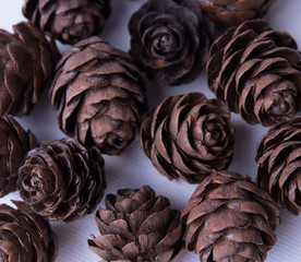 pine cones on a white background