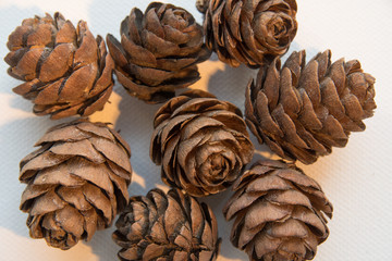 pine cones on a white background