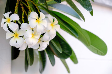 White plumeria flowers or Leelawadee called in Thai, frangipani tropical blooming on tree , spa flower in Thailand