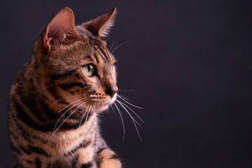 Bengal leopard cat on wooden table, black background, low key © Roman Studio