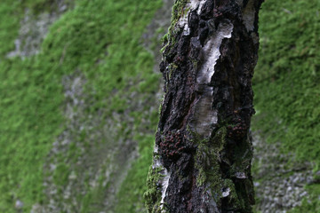 bark of a tree, close up of birch