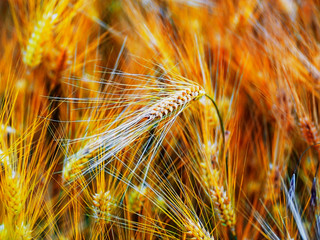 field of barley agriculture crops 