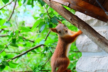 Cute squirrel on the tree, Finnish wildlife
