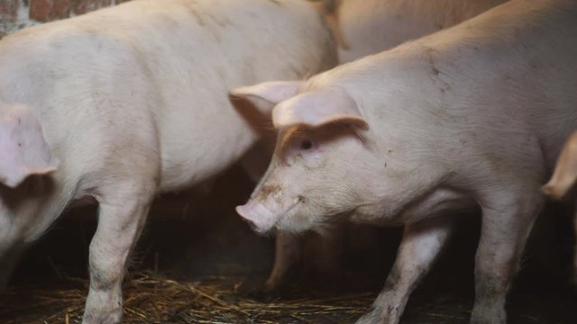 A small piglet in the farm. group of pigs waiting feed. swine in the stall.