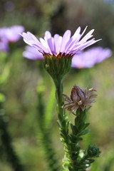 Dune Daisy - Felicia Echinata