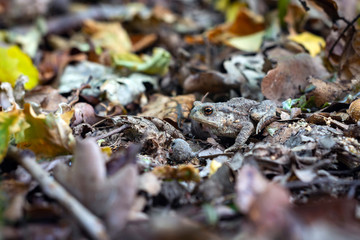 ground frog disguised among the leaves and branches in the forest.