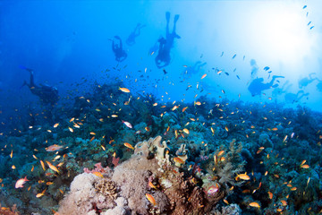 Fototapeta na wymiar Group of divers explore coral reef.