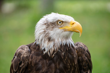 águilas cabezas plumas picos rapaces ojos vista 