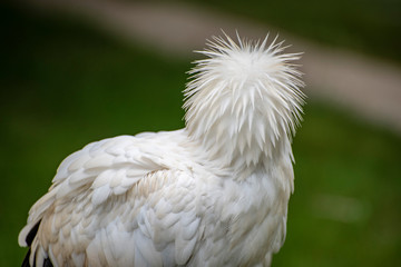 águilas cabezas plumas picos rapaces ojos vista 