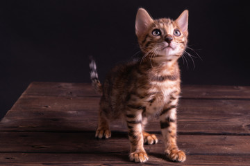 Fototapeta na wymiar Bengal kitten on wooden table, black background, low key