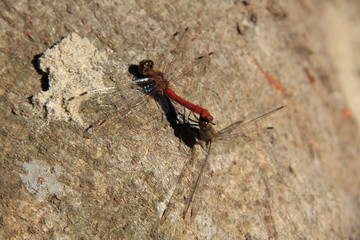交尾中のトンボ(宮城県)