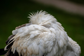 águilas cabezas plumas picos rapaces ojos vista 