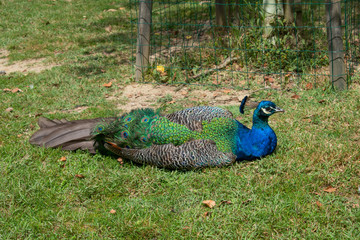 Obraz premium beautiful peacock lying in the wild