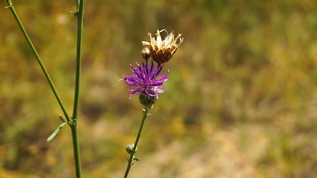 Cute purple steppe flower is swinging because of the blowing wind, close-up