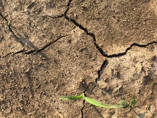 The cracked ground, crack of dirt, crack of soil