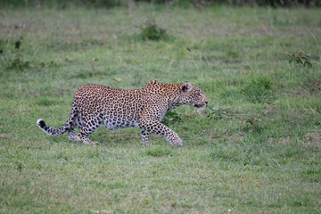 Leopard walking in the Masai mara