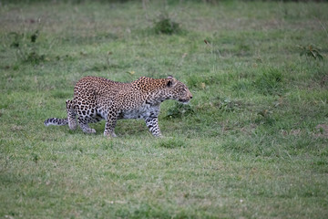 Leopard walking in the masai mara, Kenya