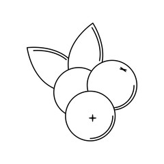 Cranberry icon in outline style.