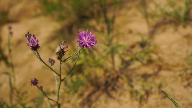 Cute purple steppe flower is swinging because of the blowing wind, close-up