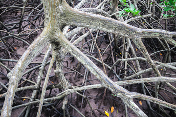 Pattern of Prop roots or Buttress roots of the mangrove tree (Rhizophora Apiculata) in mangrove forest of Thailand
