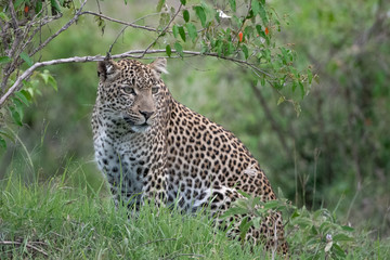 sitting Leopard in Kenya
