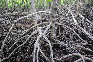 Pattern of Prop roots or Buttress roots of the mangrove tree (Rhizophora Apiculata) in mangrove forest of Thailand
